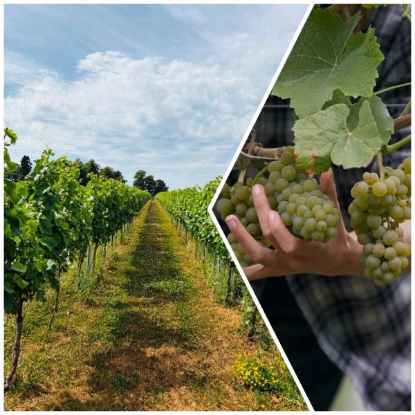 Local Growers: Climate Crisis and Harvest Time