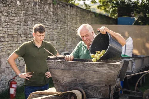 cider making